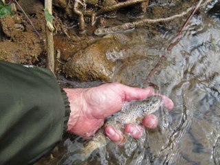 La Véore, une petite rivière drômoise pêchée à la mouche