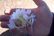 Kardelen çiçeklerini şifa için topluyorlar