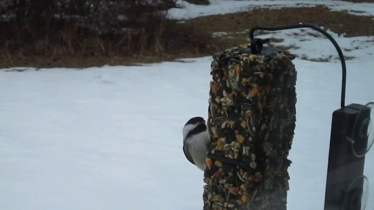 Chickadee Feeding