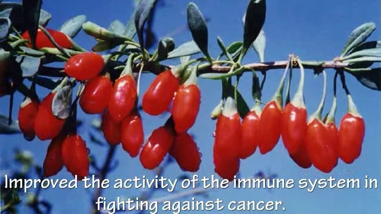 5 Benefits of Wolfberry