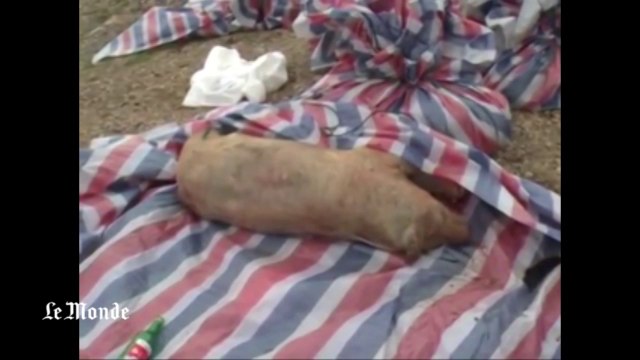 A nouveau, des centaines de cochons morts repêchés dans une rivière chinoise
