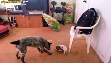 Bütün Yemeği Sahiplenip Kendinden Büyük Köpeğe Posta Koyan Köpek