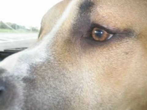 Big up à TyrKay (et tous molosses)