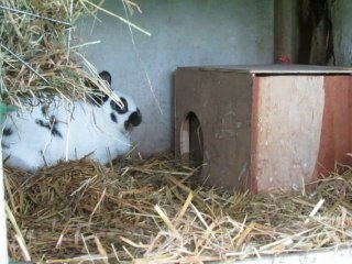 préparation d'un nid par un lapin  papillon nain bleu et blanc.