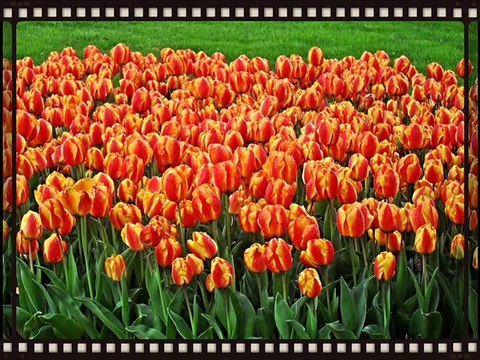 MUHAYYER KÜRDİ SAZ SEMAİSİ