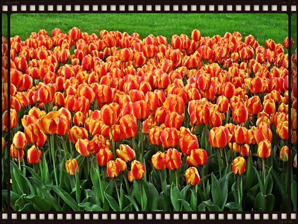 MUHAYYER KÜRDİ SAZ SEMAİSİ