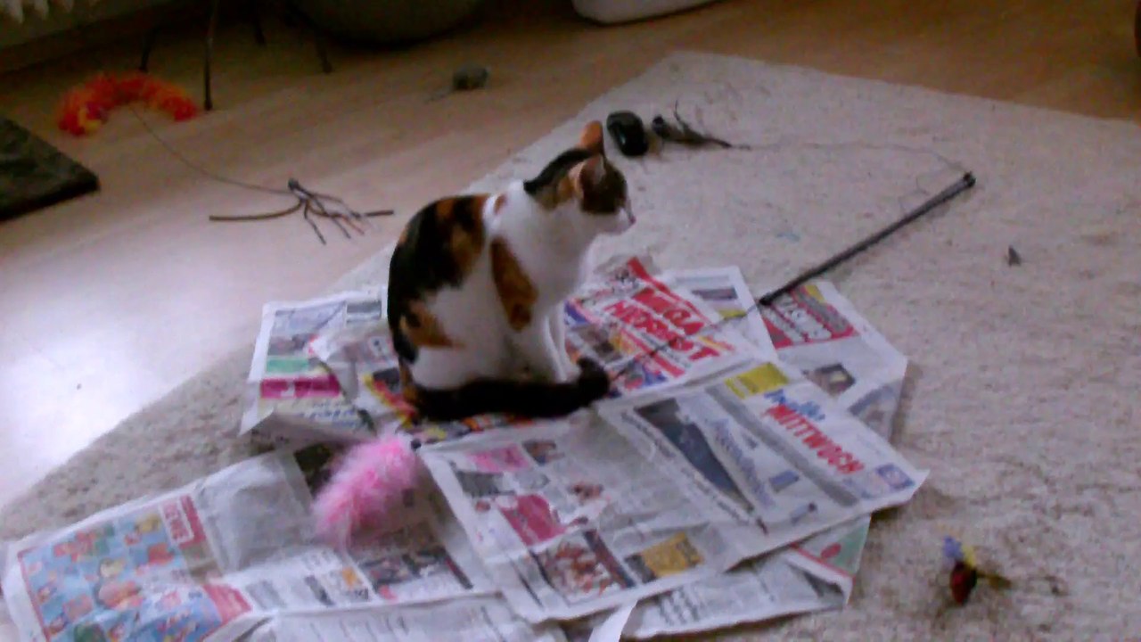 Chili und Curry Zusammenführung Tag 1 - 2