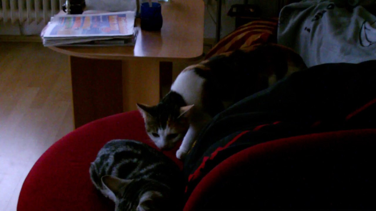 Chili und Curry Zusammenführung Tag 1 - 3