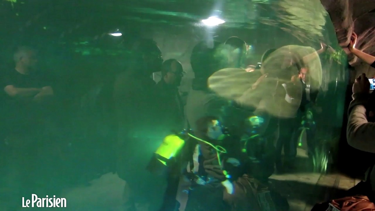 Tinus, le lamantin, "emménage" au zoo de Vincennes