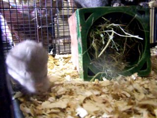 Bébés chinchillas à 3 pattes