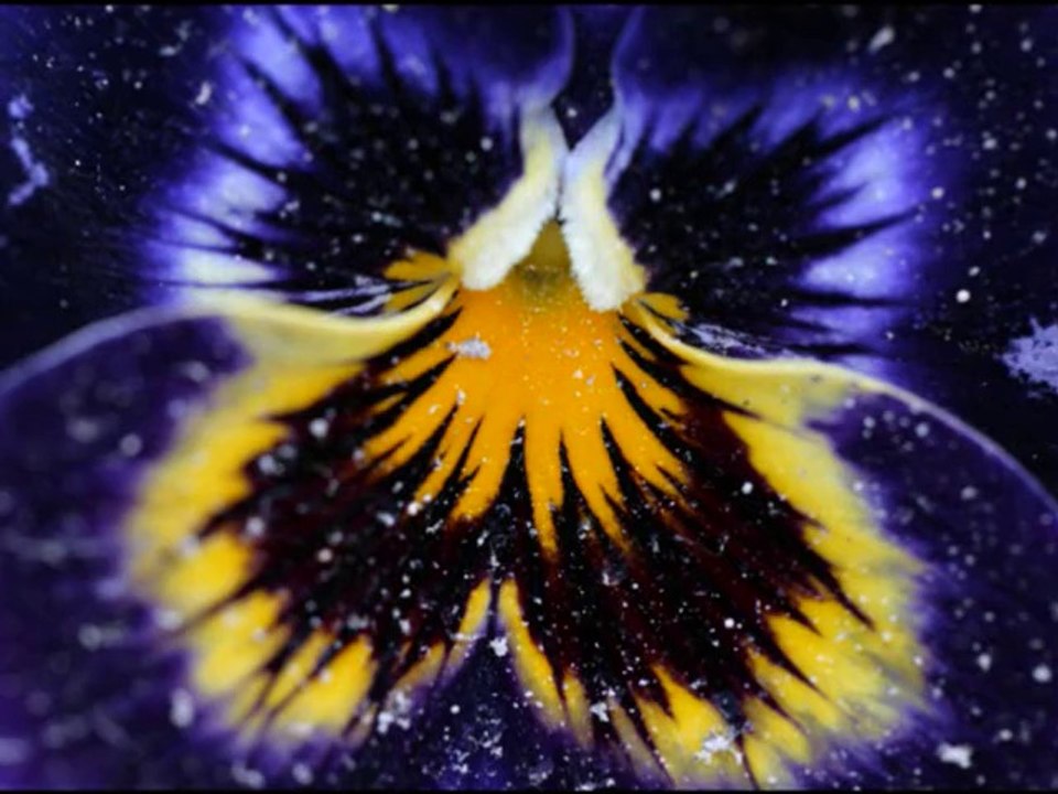 Besame Mucho ( Cover ced 2013 ) De Andréa Bocelli