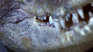 Tourism NT - Slow Motion Crocodiles