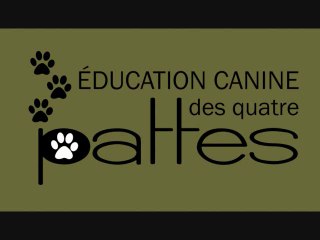 Comportement canin : Le vieillissement du chien