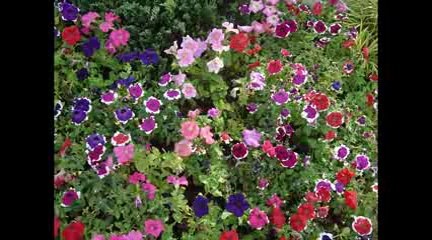 Best garden flowers idea