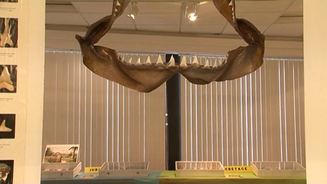 Cavalaire - Exposition Les Fossiles