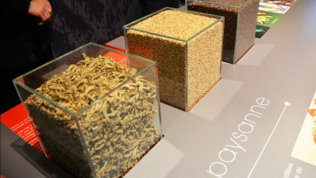 Echange Interculturel MMI d'Auvergne - Le Puy en Velay