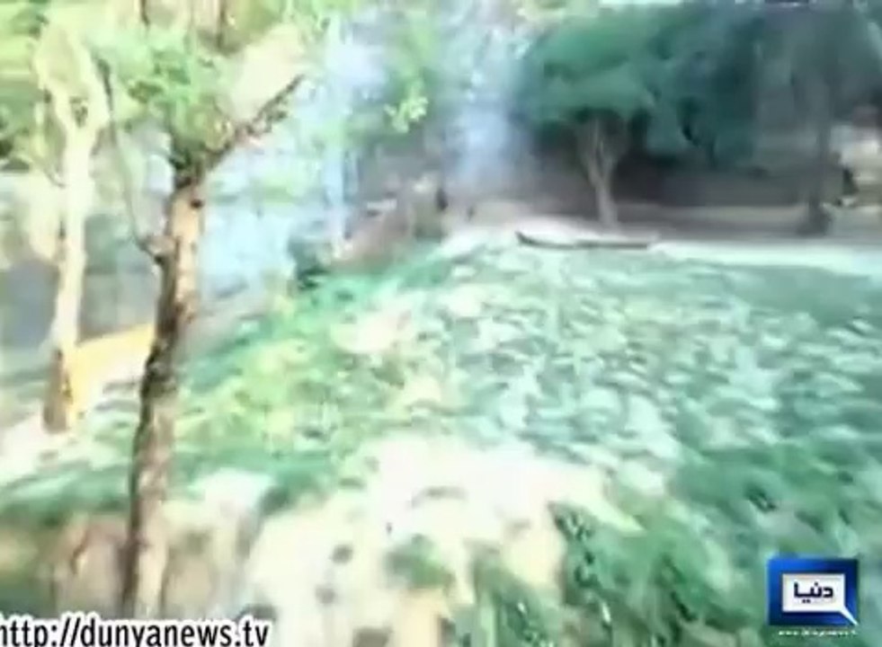 Drunk man jumps into lions' enclosure