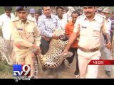 Leopard enters Patan city, sparks panic - Tv9 Gujarati
