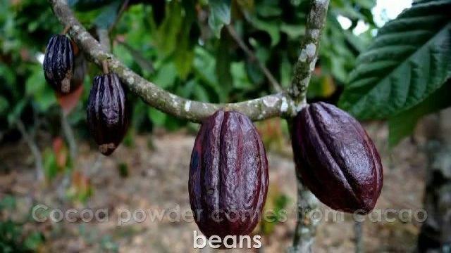 Xocai Xe Healthy Energy Drink Key Ingredients