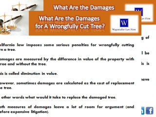 Trees Neighbors Lawsuits