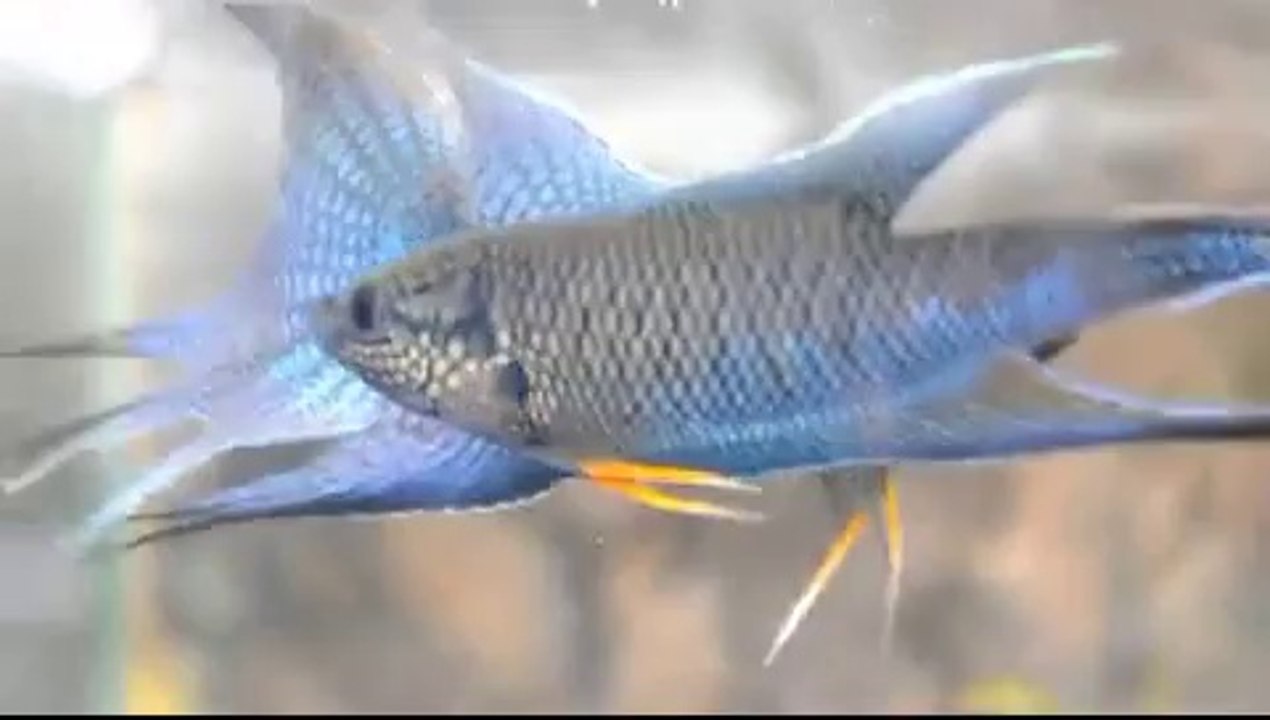 Cá cờ đen đá nhau - Macropodus spechti (concolor) fighting 3