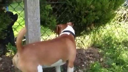 Kimba the Plummer terrier meets his first mouse