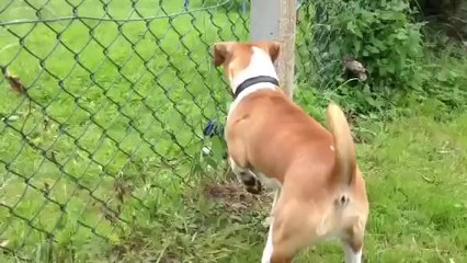 Kimba the dog attacks his first mouse in London