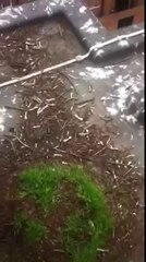 Gull attack on Ricky at Environ pest control