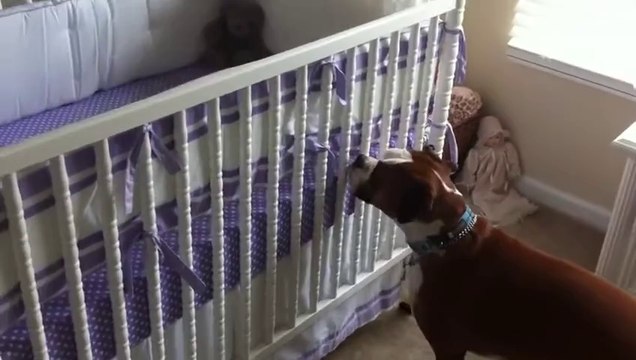 Un chien répond aux pleurs d'un bébé. Trop mignon!