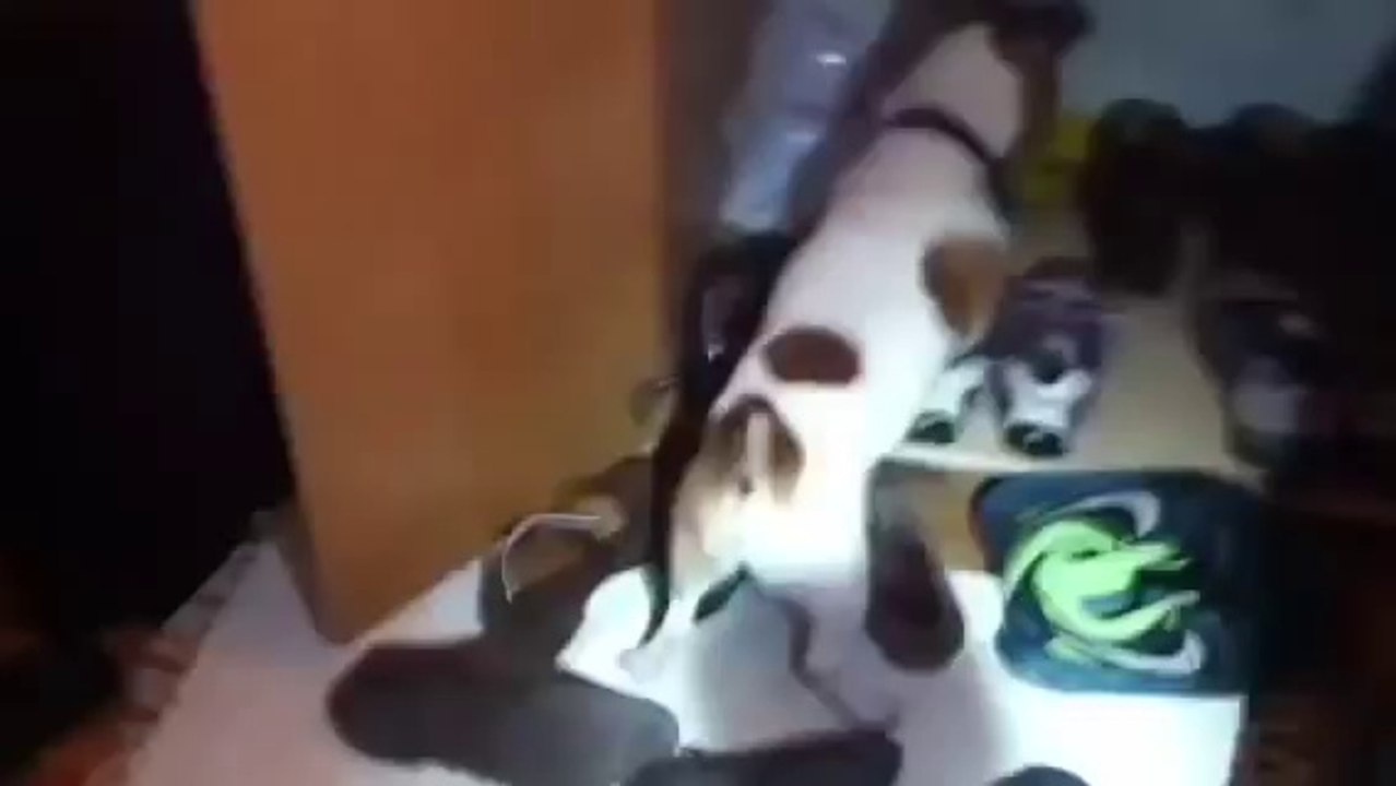Charlie the rat catching jack Russell in London part 1