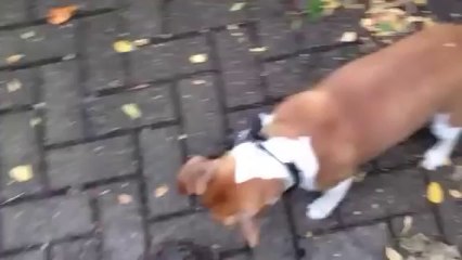 Giant rat control with Kimba the Plummer terrier in London