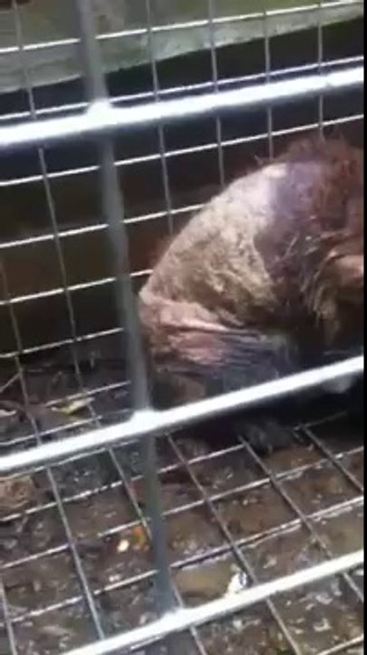 Fox with severe mange caught by Environ pest control