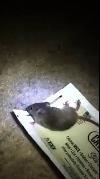 Mice control in London by Environ Pest Control part 2