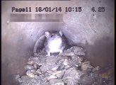Rat in a sewer in London - Environ Pest Control