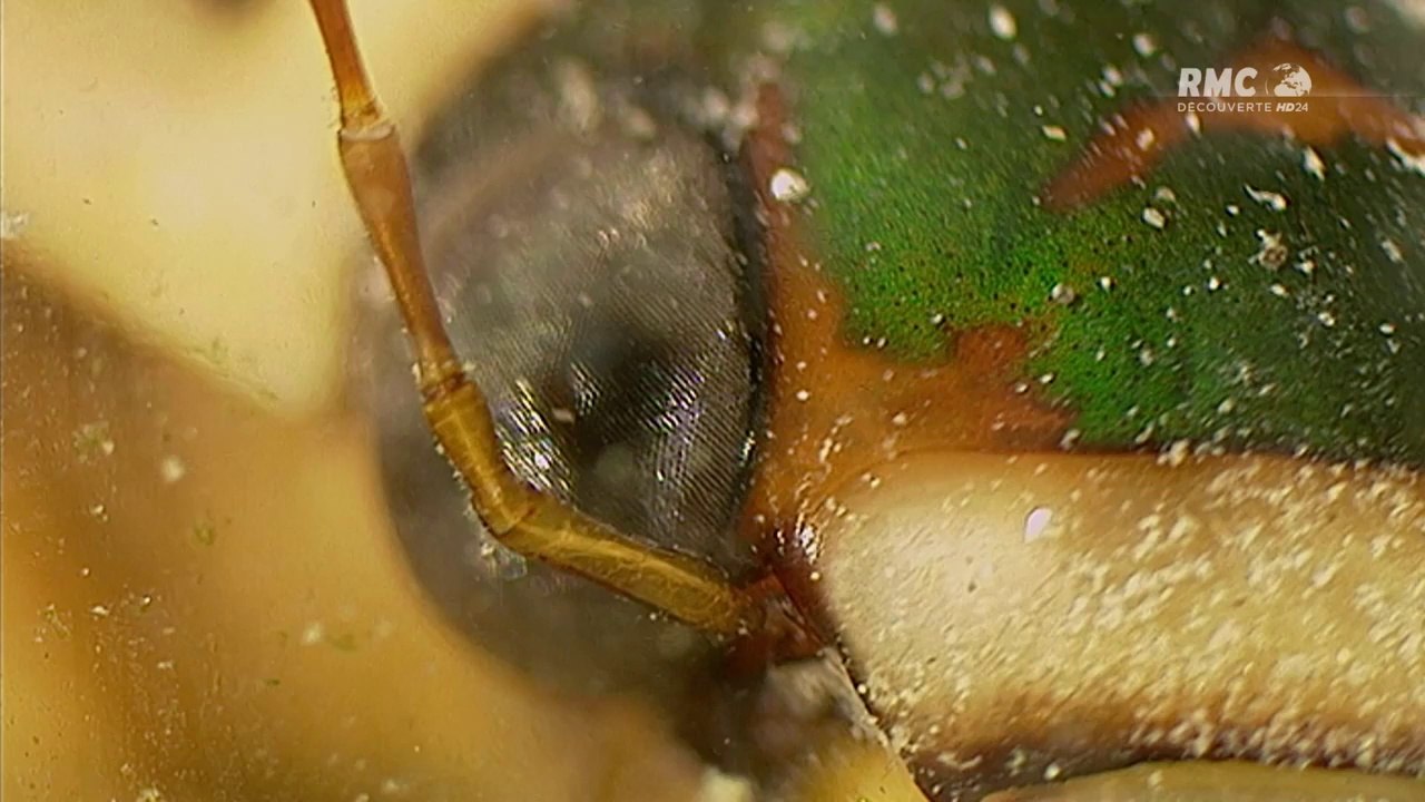 Conflits dans la nature - Conflits dans une mare