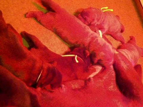 chiots labrador 13 jours vid2