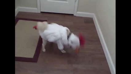 Des animaux fous et hilarants : 3 min de bonheur!