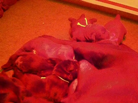 chiots labrador 13 jours vid3