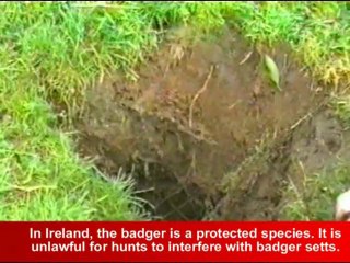 Ireland's Foxhunting Cruelty: Earth Blocking