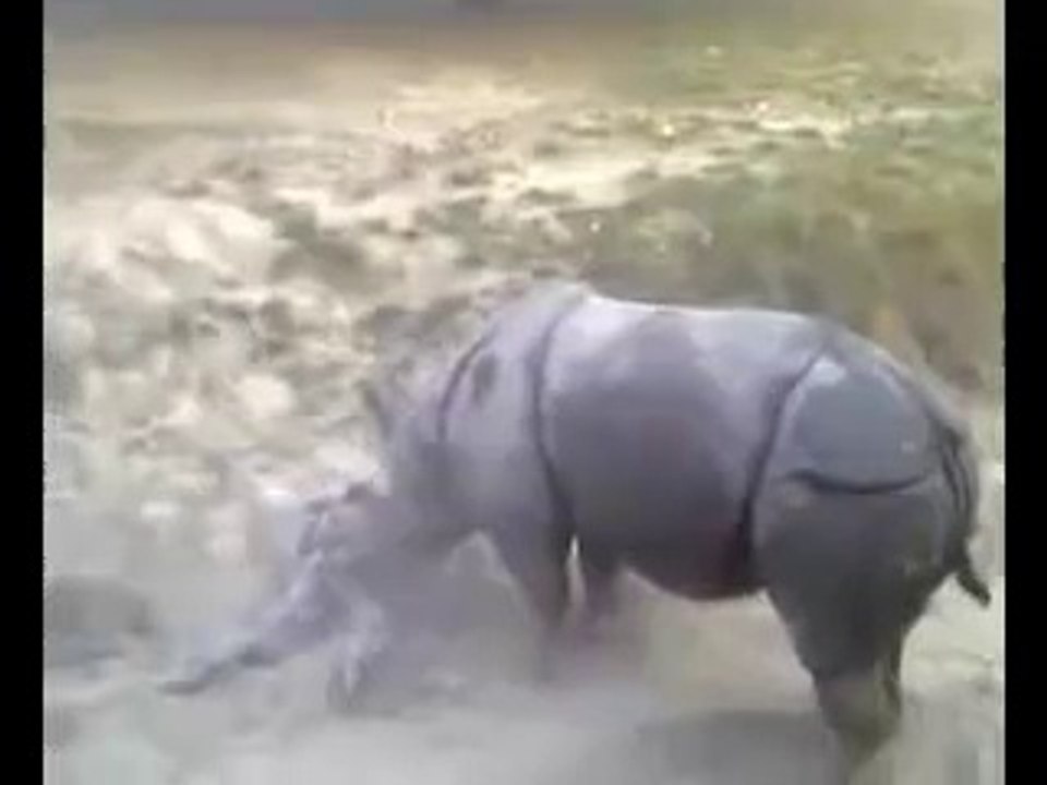 rhino in pakistan