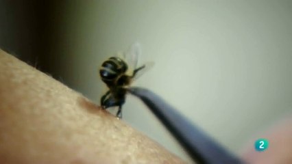 Apiterapia: Veneno de abeja terapeutico