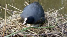 Negen Watervogel nesten en hun bewoners / Spijkenisse 2014