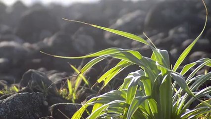 Rabbits Foot-Ari Browne