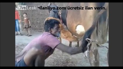 Susayan Hindistanlı Adam İnekten Sütü Ağzına Sağıyor