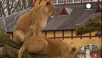 Copenhagen Zoo destroys four lions to make room for a new male.