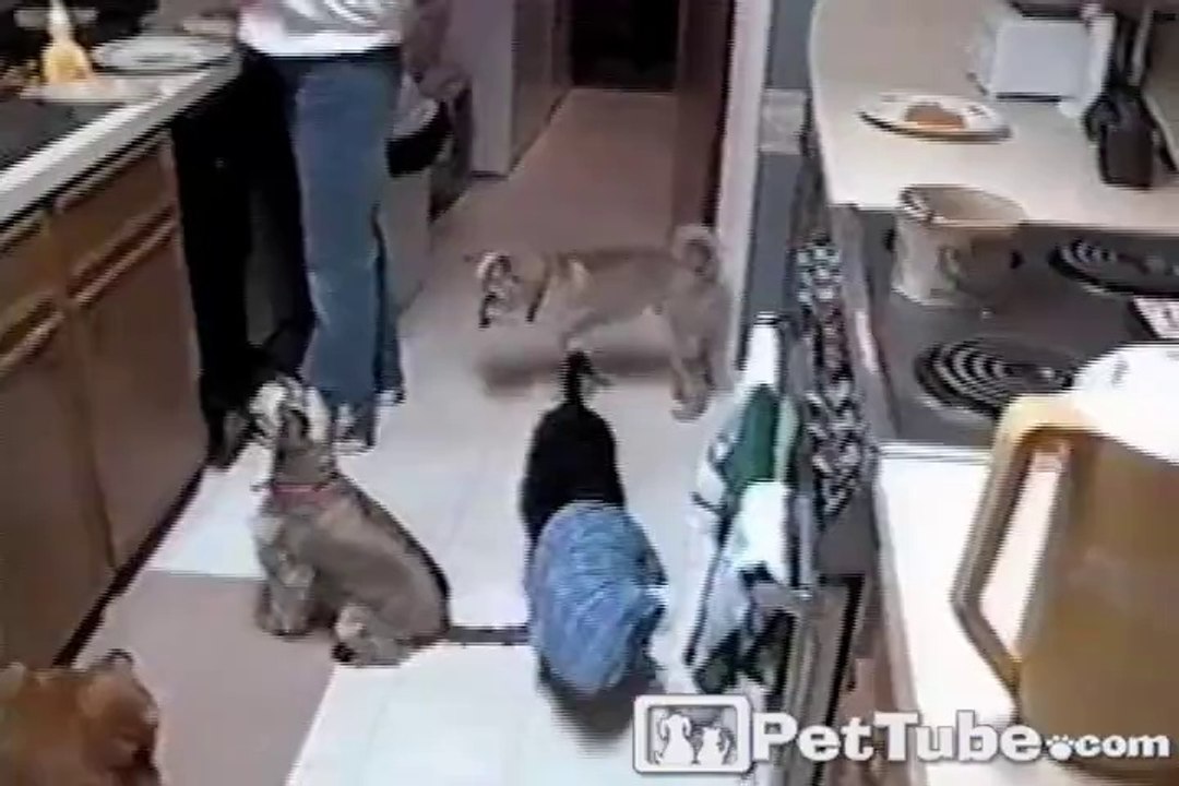 Ragtime Pup