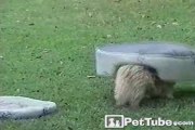 Dog Flips Out for His Bed