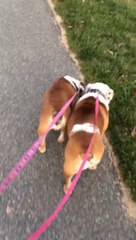 Ron Robey is out doing a little Bulldog walking!  :)