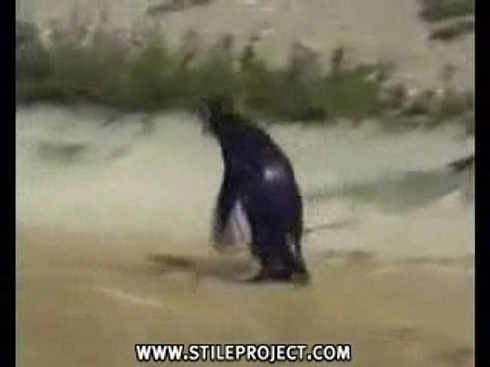 pingouin déjanté