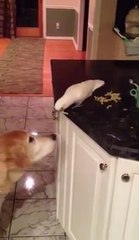 Köpeğe Yiyecek Yediren Yardımsever Papağan